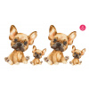 FrenchBulldog set - DS001