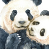 Panda Love