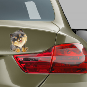 Pomeranian set - 5 variant