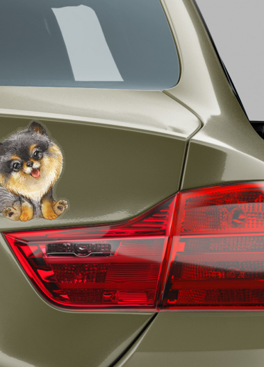 Pomeranian set - 5 variant